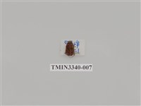 藏品(埔里胖絨毛金龜)的圖片